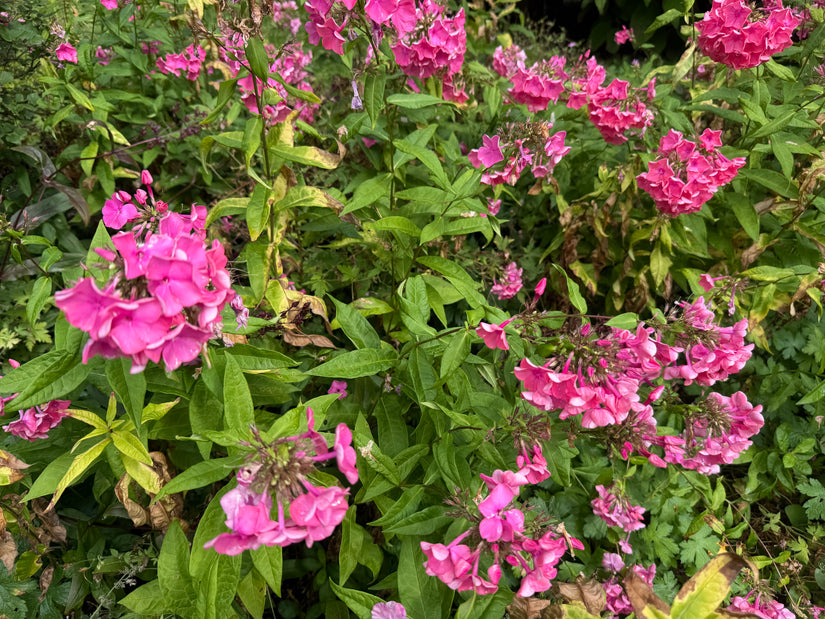 Flox (Hoogte 80 cm, Roze) - Phlox paniculata 'Tenor'