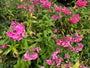 Flox (Hoogte 80 cm, Roze) - Phlox paniculata 'Tenor'