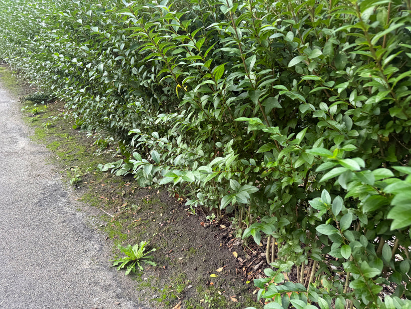 Liguster - Ligustrum Ovalifolium