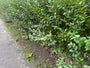 Liguster - Ligustrum Ovalifolium