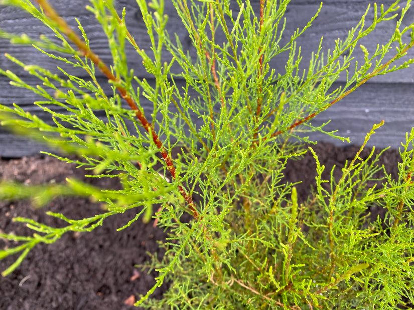 Tamarisk - Tamarix tetrandra