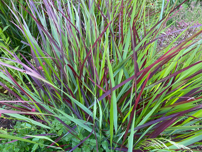 Japans bloedgras - Imperata cylindrica 'Red Baron'