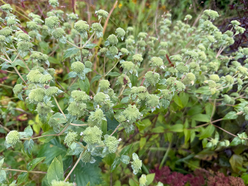 Bergmunt - Pycnanthemum flexuosum