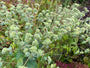 Bergmunt - Pycnanthemum flexuosum