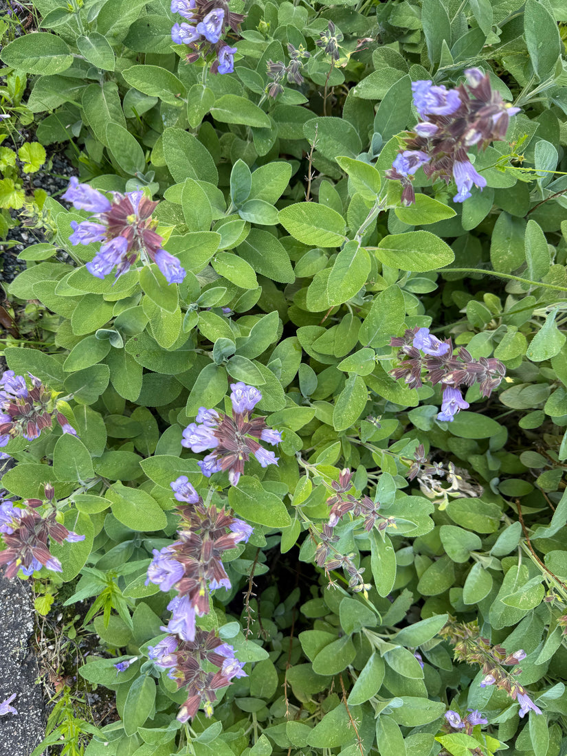 Echte salie - Salvia Officinalis