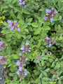 Echte salie - Salvia Officinalis