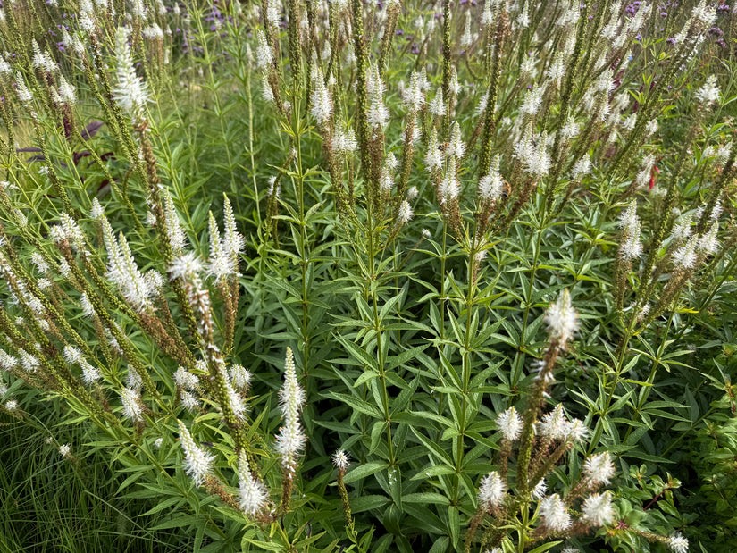 Zwarte ereprijs - Veronicastrum virginicum 'Album'