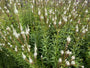 Zwarte ereprijs - Veronicastrum virginicum 'Album'