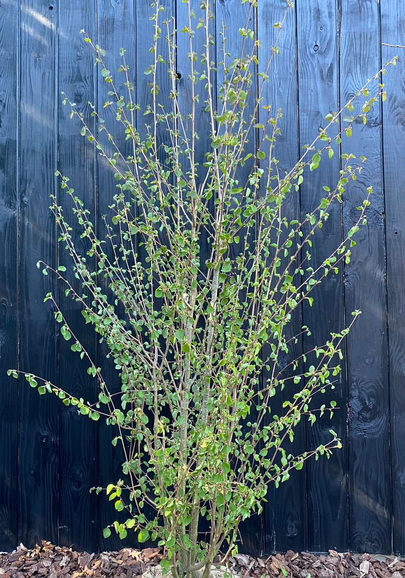 Meerstammige Katsoera - Cercidiphyllum Japonicum (Katsura)