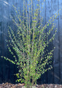 Meerstammige Katsoera - Cercidiphyllum Japonicum (Katsura)