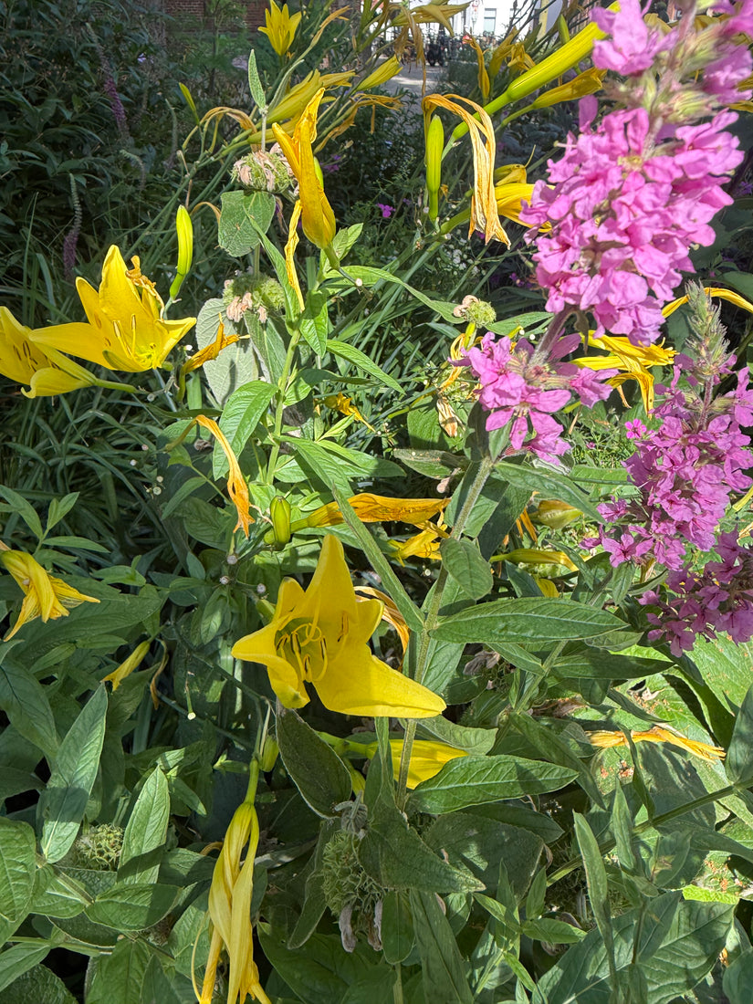 Biologisch Daglelie - Hemerocallis 'Stella de Oro'