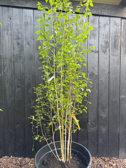 Berk - Betula Utilis 'Doorenbos'