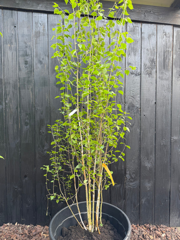 Berk - Betula Utilis 'Doorenbos'