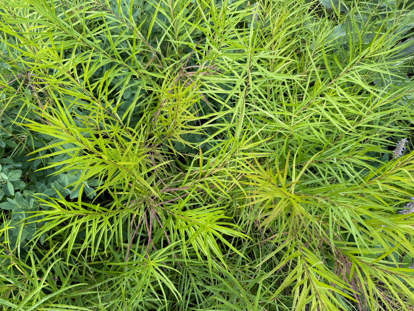 Stermaagdenpalm - Amsonia hubrichtii