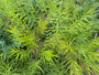 Stermaagdenpalm - Amsonia hubrichtii