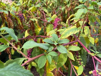 Westerse karmozijnbes - Phytolacca americana