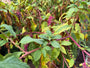 Westerse karmozijnbes - Phytolacca americana