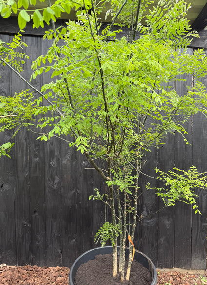 Japanse Honingboom Meerstammig - Styphnolobium Japonicum / Sophora japonica