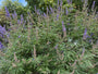 Monnikspeper - Vitex agnus castus