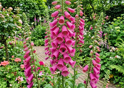 Vingerhoedskruid (Roze/Rood) - Digitalis 'Mertonensis'