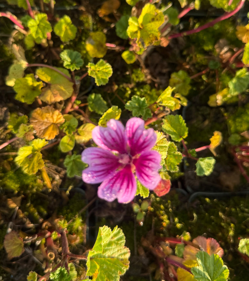 Groot Kaasjeskruid - Malva sylvestris 'Zebrina'