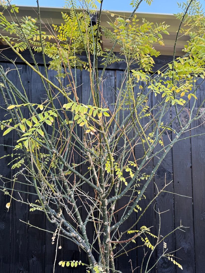 Japanse Honingboom Meerstammig - Styphnolobium Japonicum / Sophora japonica