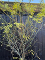 Japanse Honingboom Meerstammig - Styphnolobium Japonicum / Sophora japonica