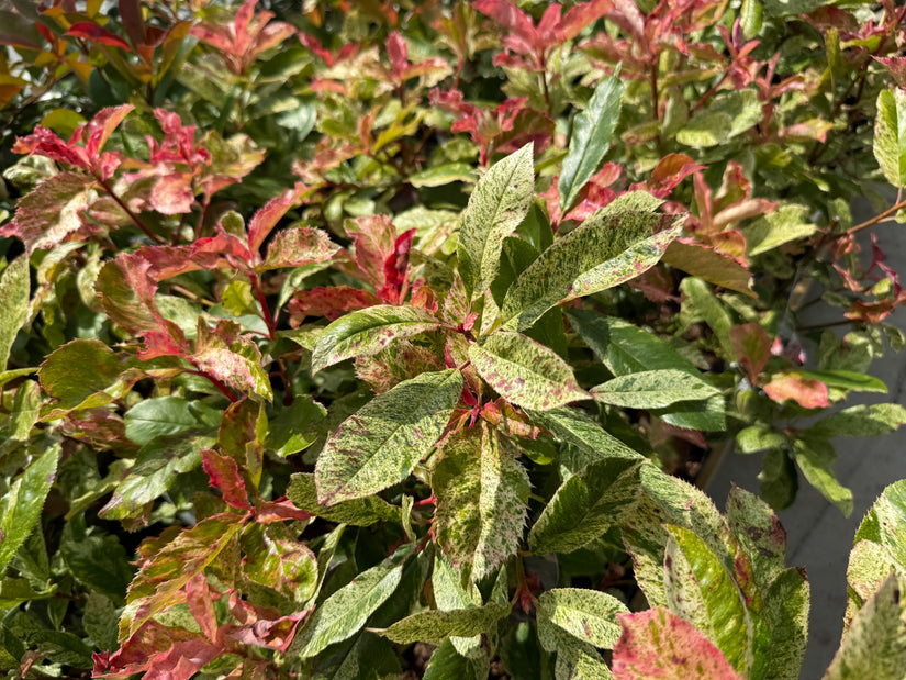 Glansmispel - Photinia serratifolia 'Pink Crispy'