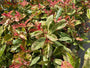 Glansmispel - Photinia serratifolia 'Pink Crispy'
