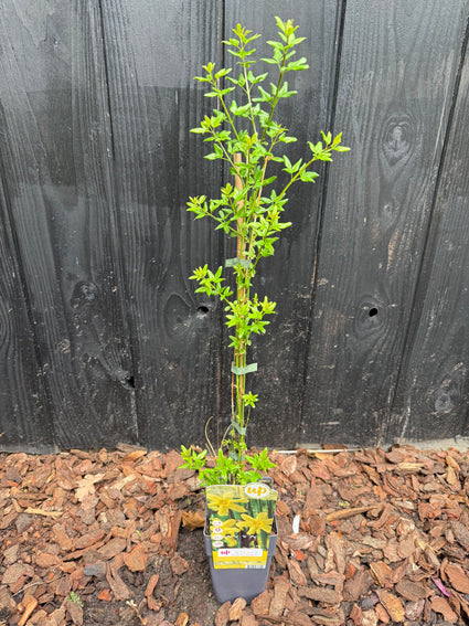 Winterjasmijn (Geel) - Jasminum nudiflorum