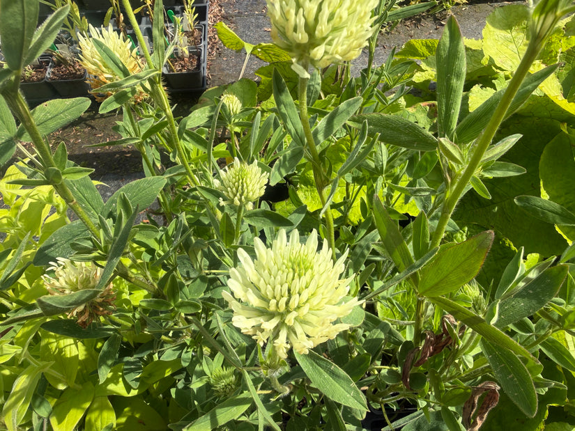 Klaver - Trifolium ochroleucon