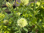 Klaver - Trifolium ochroleucon