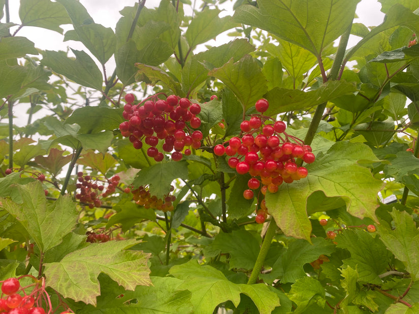 Gelderse Roos - Viburnum Opulus