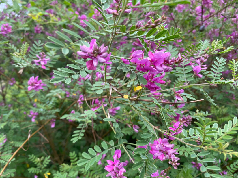 Indigoplant - Indigofera heterantha