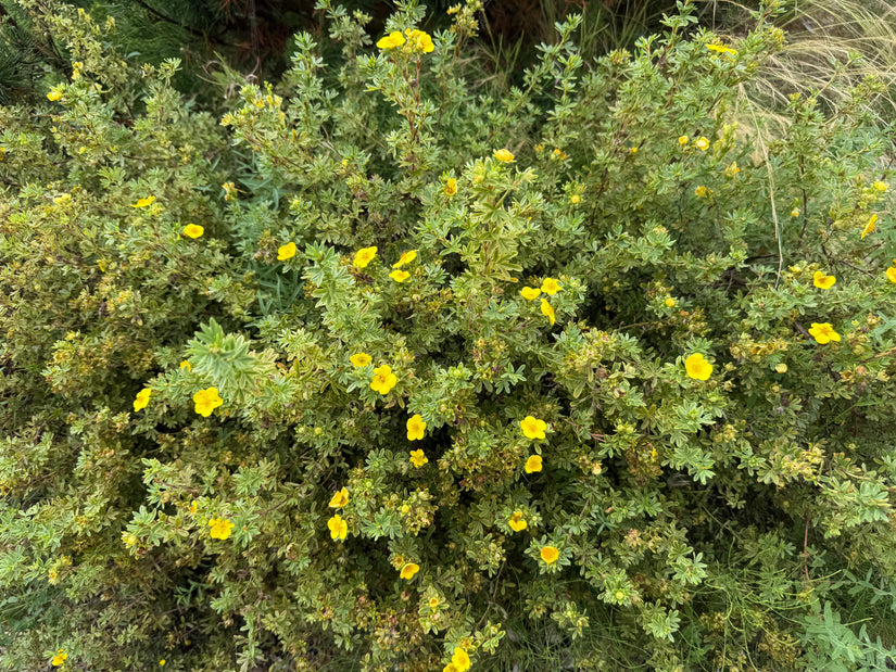 Ganzerik - Potentilla fruticosa