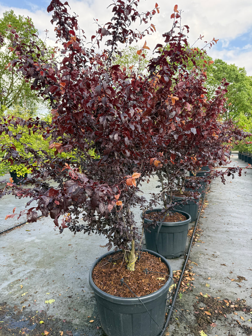 Meerstammige Roodbladige kerspruim - Prunus cerasifera 'Nigra'
