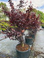 Meerstammige Roodbladige kerspruim - Prunus cerasifera 'Nigra'