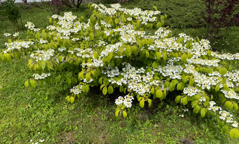 Japanse Sneeuwbal - Viburnum plicatum 'Mariesii'