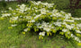 Japanse Sneeuwbal - Viburnum plicatum 'Mariesii'