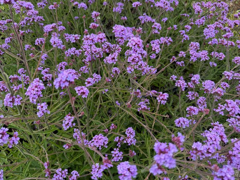 Biologisch IJzerhard (Lage soort 60 cm) - Verbena bonariensis 'Lollipop'