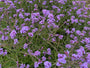 Biologisch IJzerhard (Lage soort 60 cm) - Verbena bonariensis 'Lollipop'