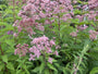 Koninginnenkruid (Hoogte 2 meter) - Eupatorium maculatum 'Atropurpureum'