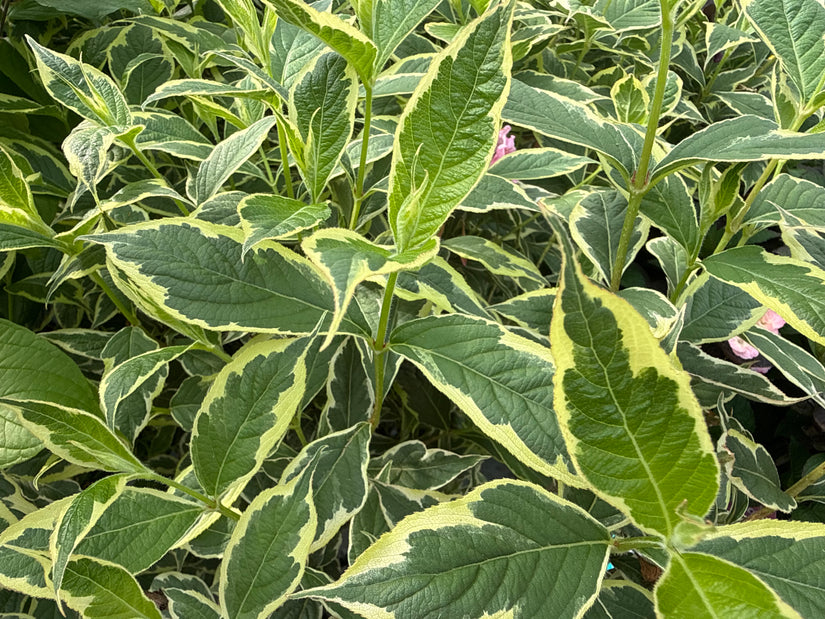 Bonte Weigelia - Weigela 'Nana Variegata'