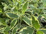 Bonte Weigelia - Weigela 'Nana Variegata'