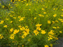 Meisjesogen - Coreopsis verticillata