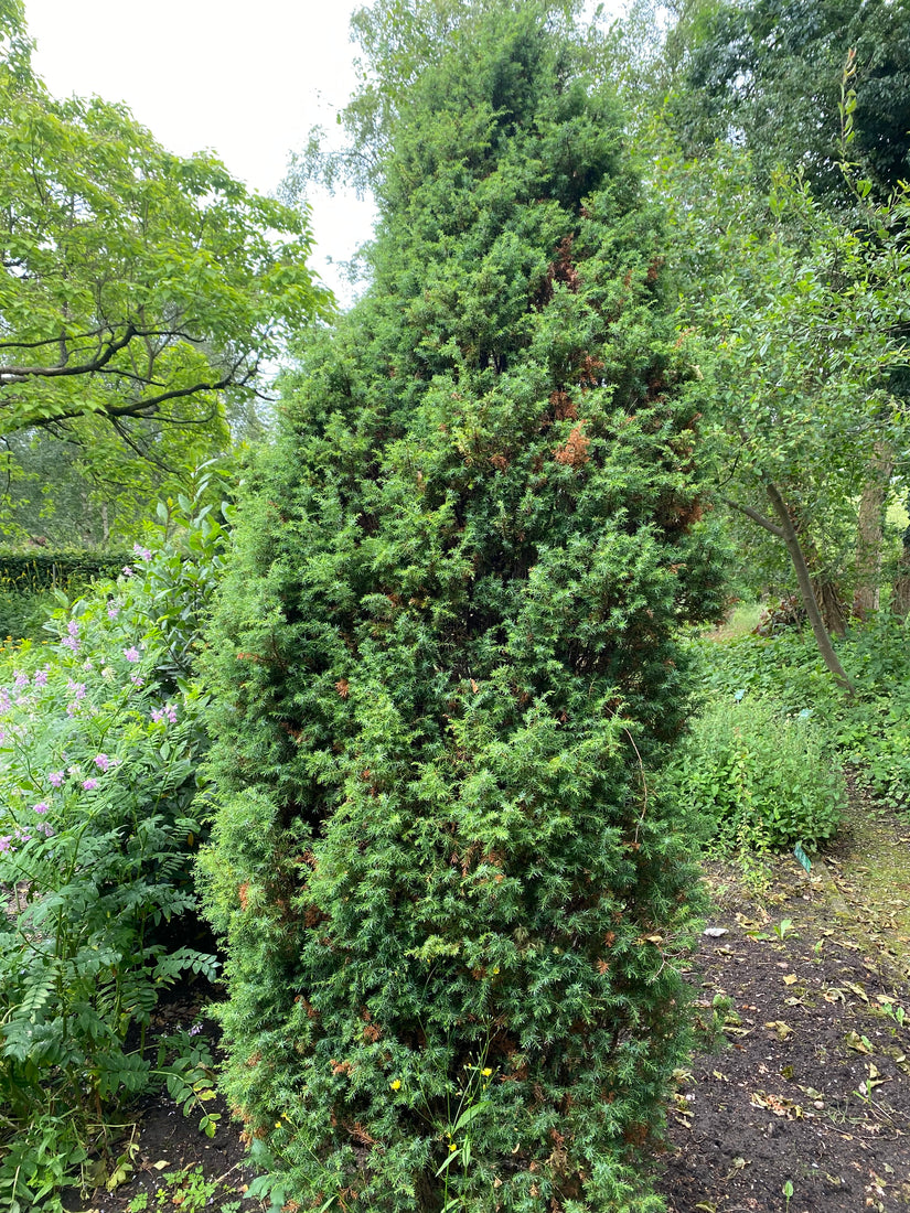 Jeneverbes - Juniperus communis 'Arnold'