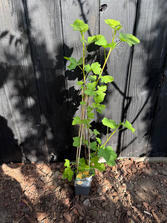 Witte bes / aalbes - Ribes rubrum 'Witte Hollander'