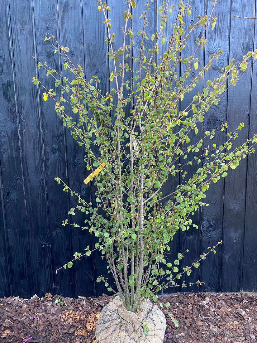Meerstammige Katsoera - Cercidiphyllum Japonicum (Katsura)