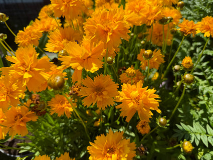 Meisjesogen - Coreopsis grandiflora 'Badengold'