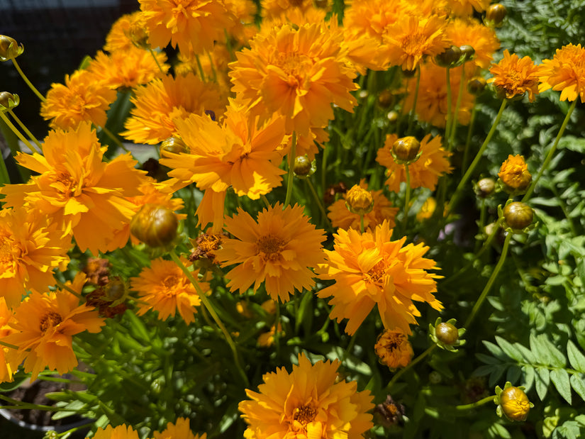 Meisjesogen - Coreopsis grandiflora 'Badengold'